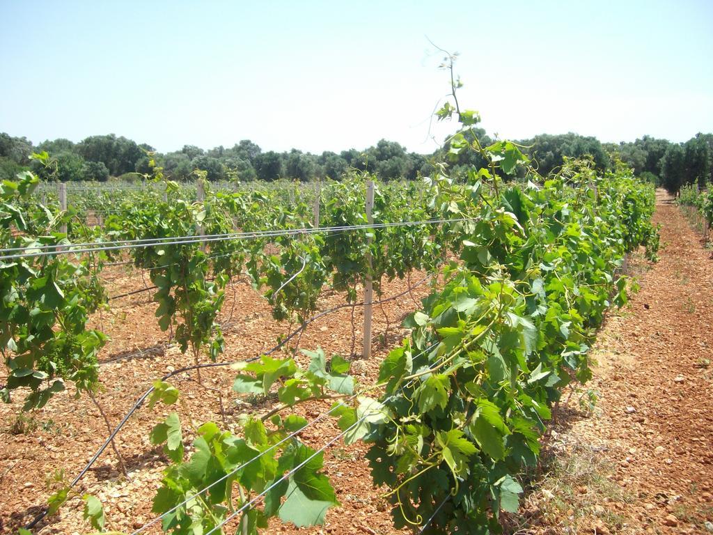Masseria Nuova Francavilla Fontana Kültér fotó