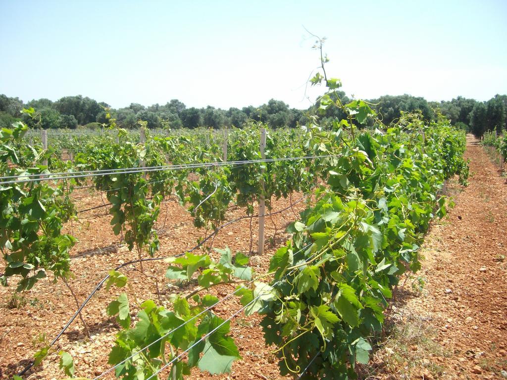 Masseria Nuova Vendégház San Marzano di San Giuseppe Kültér fotó