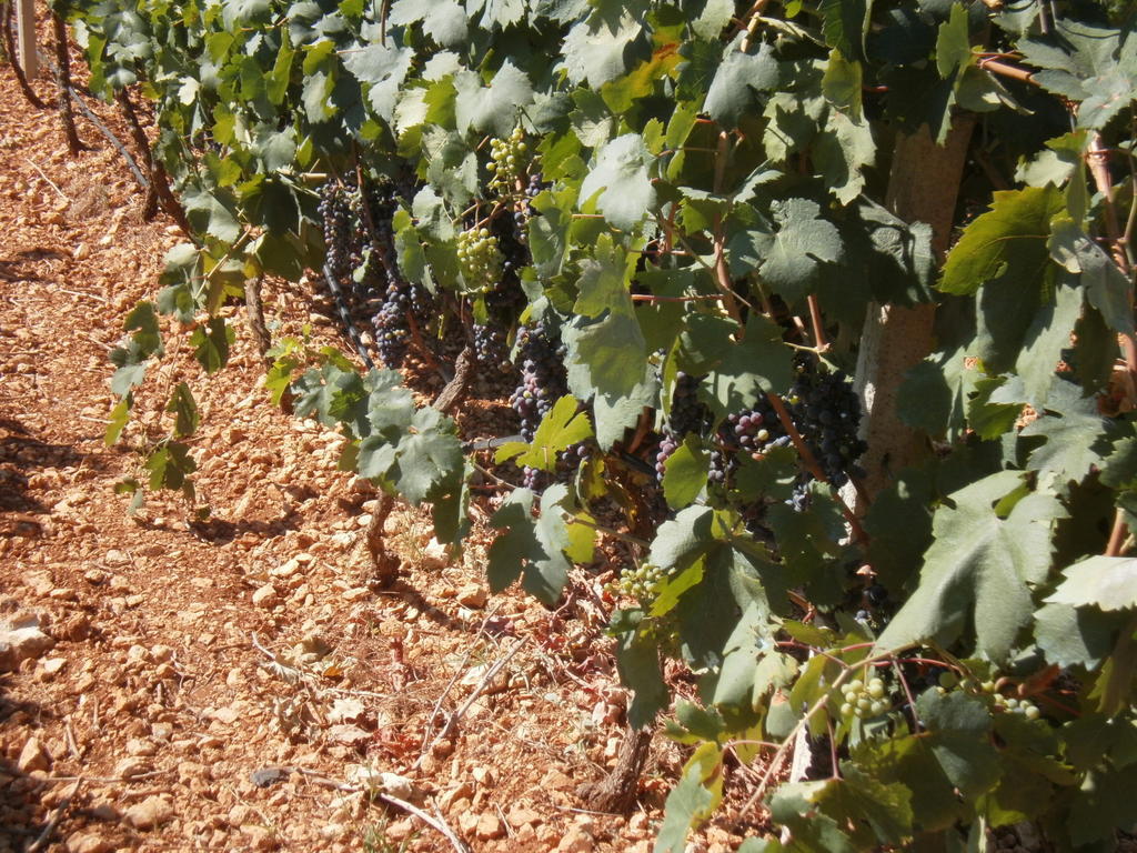 Masseria Nuova Vendégház San Marzano di San Giuseppe Kültér fotó