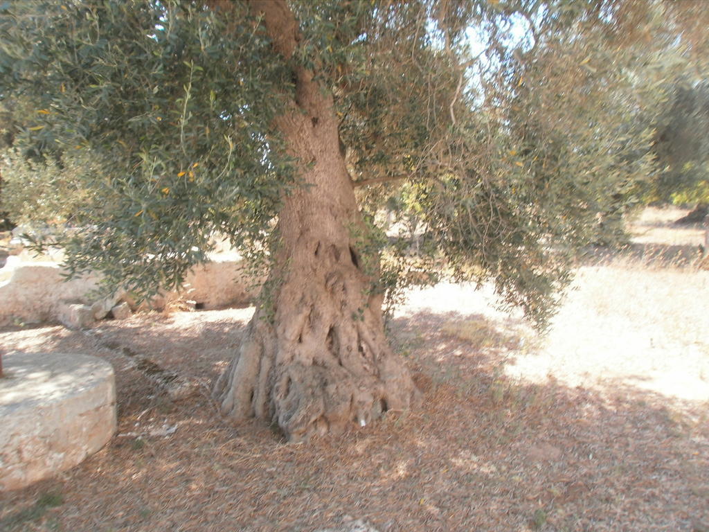 Masseria Nuova Vendégház San Marzano di San Giuseppe Kültér fotó