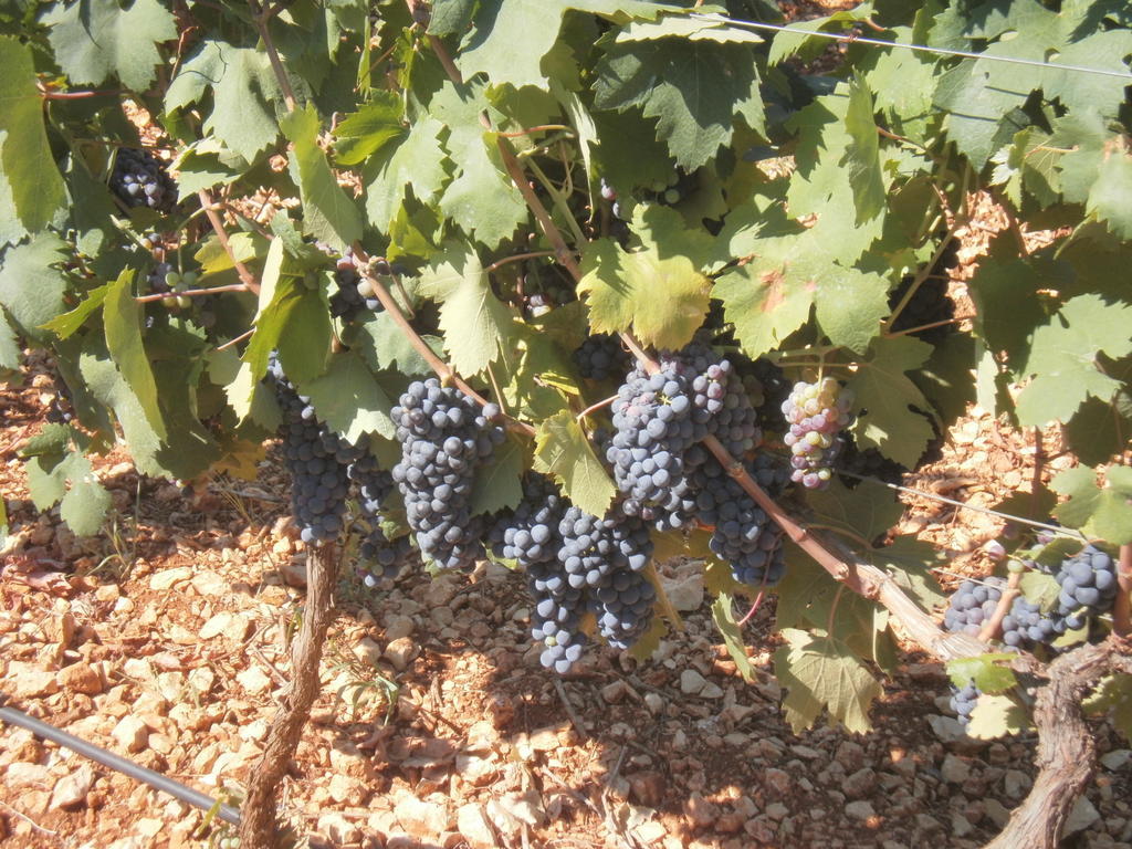 Masseria Nuova Vendégház San Marzano di San Giuseppe Kültér fotó