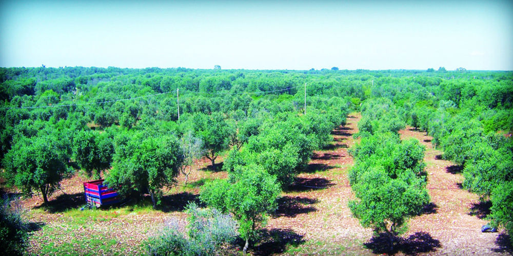 Masseria Nuova Francavilla Fontana Kültér fotó