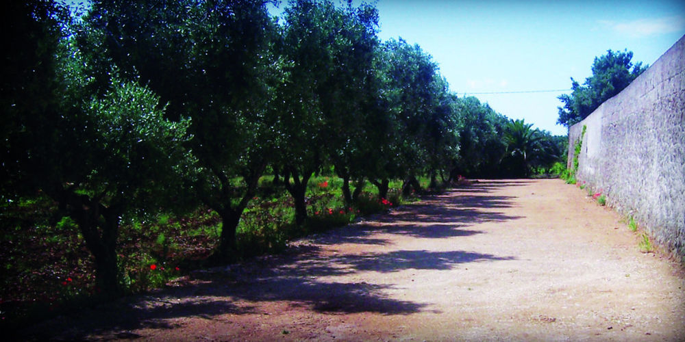 Masseria Nuova Vendégház San Marzano di San Giuseppe Kültér fotó